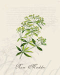 Illustration of a rose madder plant that is a print in an art book on herbs.