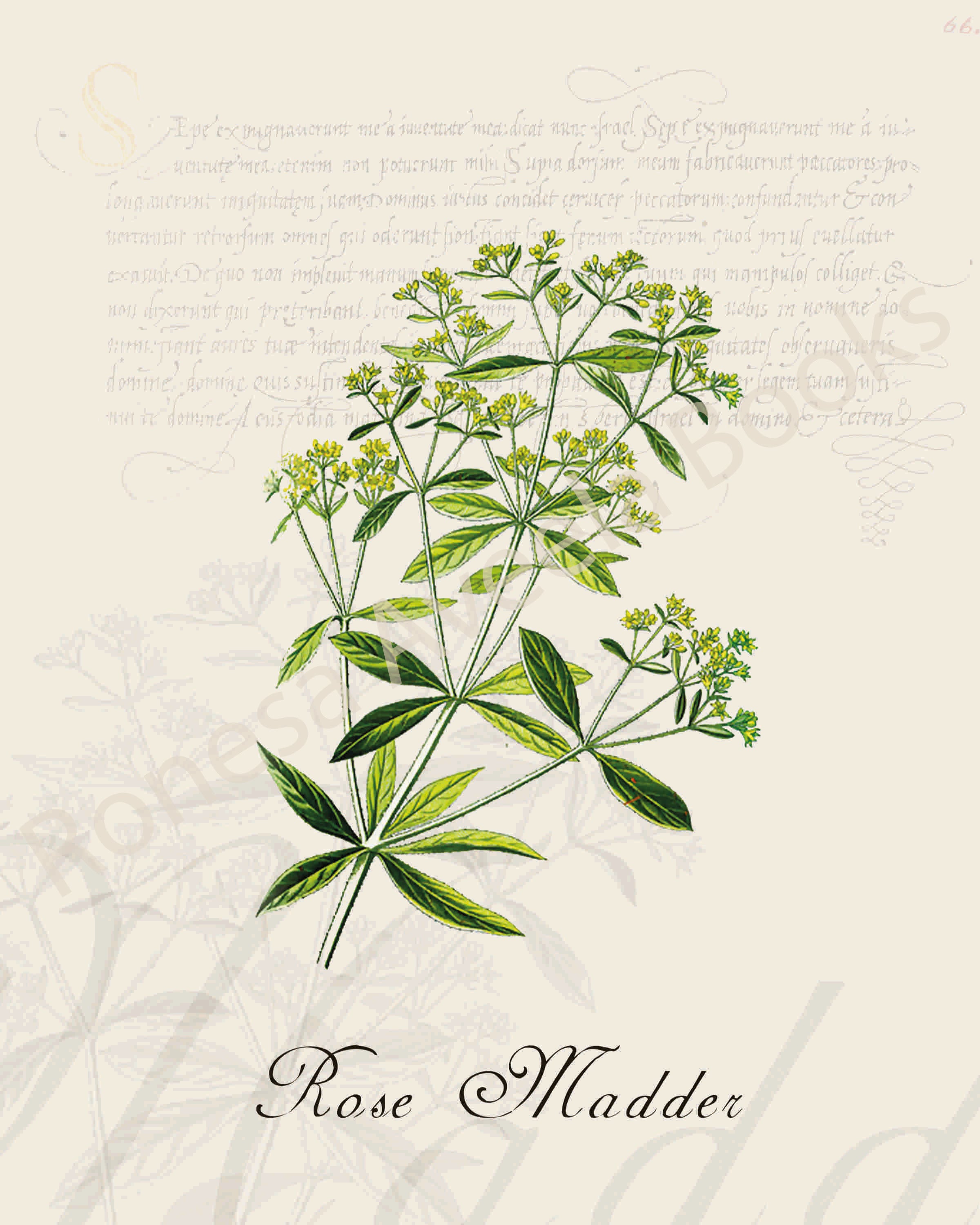 Illustration of a rose madder plant that is a print in an art book on herbs.