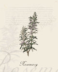 Illustration of a rosemary plant that is a print in an art book on herbs.