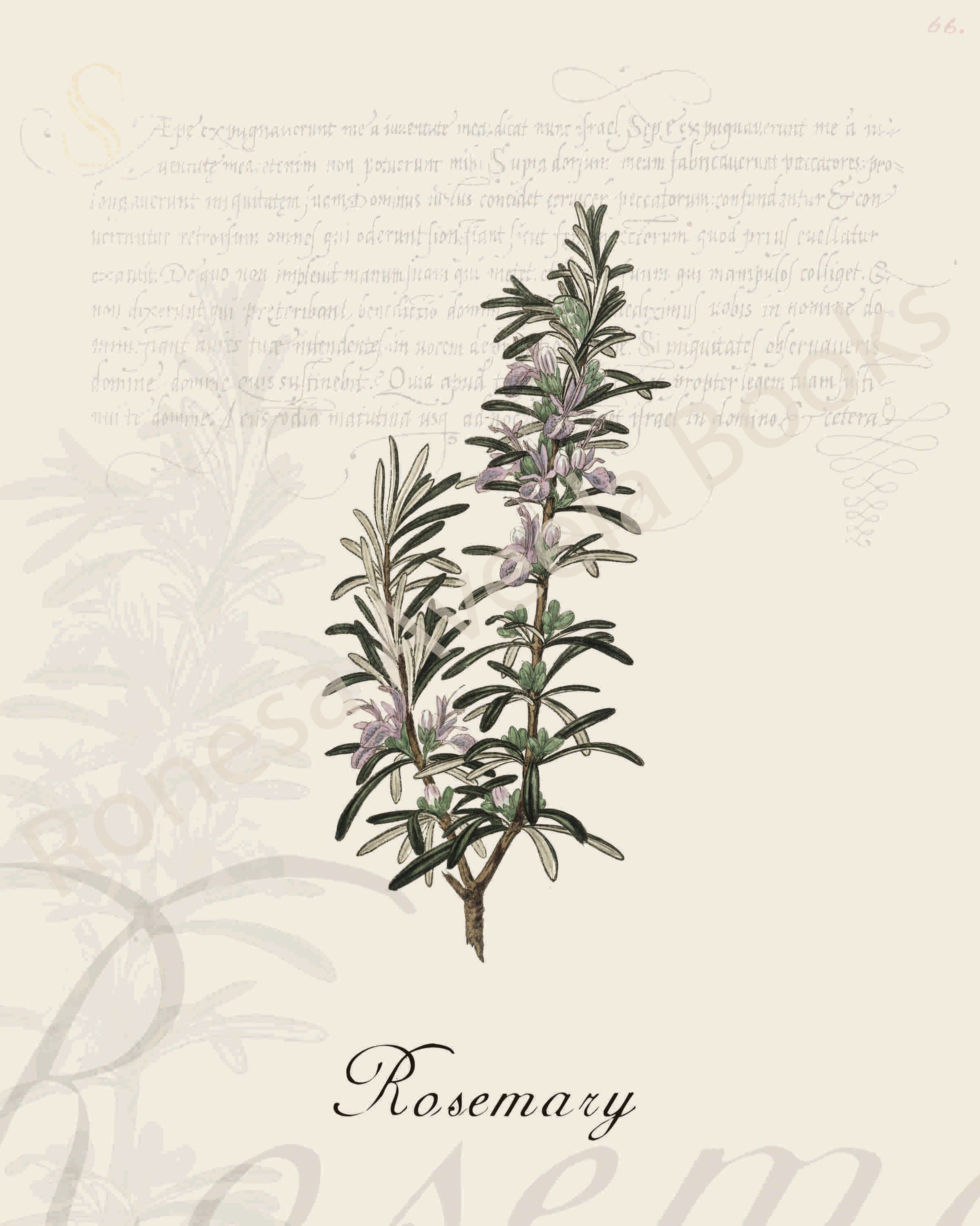 Illustration of a rosemary plant that is a print in an art book on herbs.