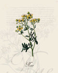 Illustration of a rue plant that is a print in an art book on herbs.