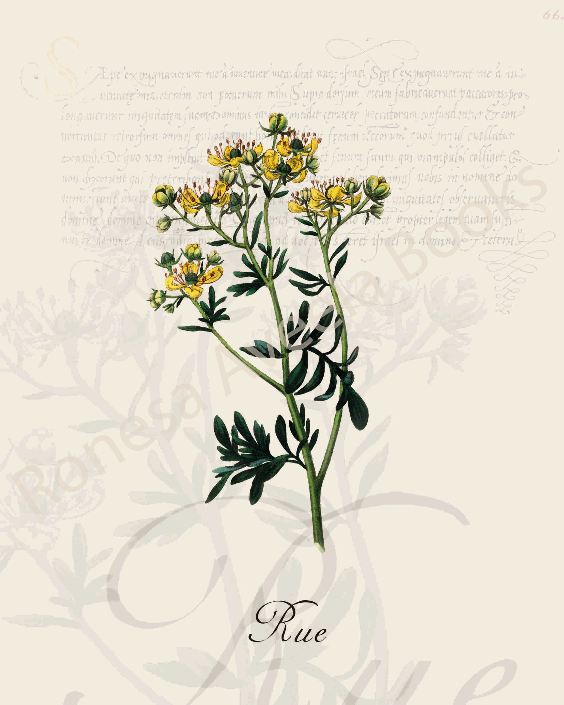 Illustration of a rue plant that is a print in an art book on herbs.