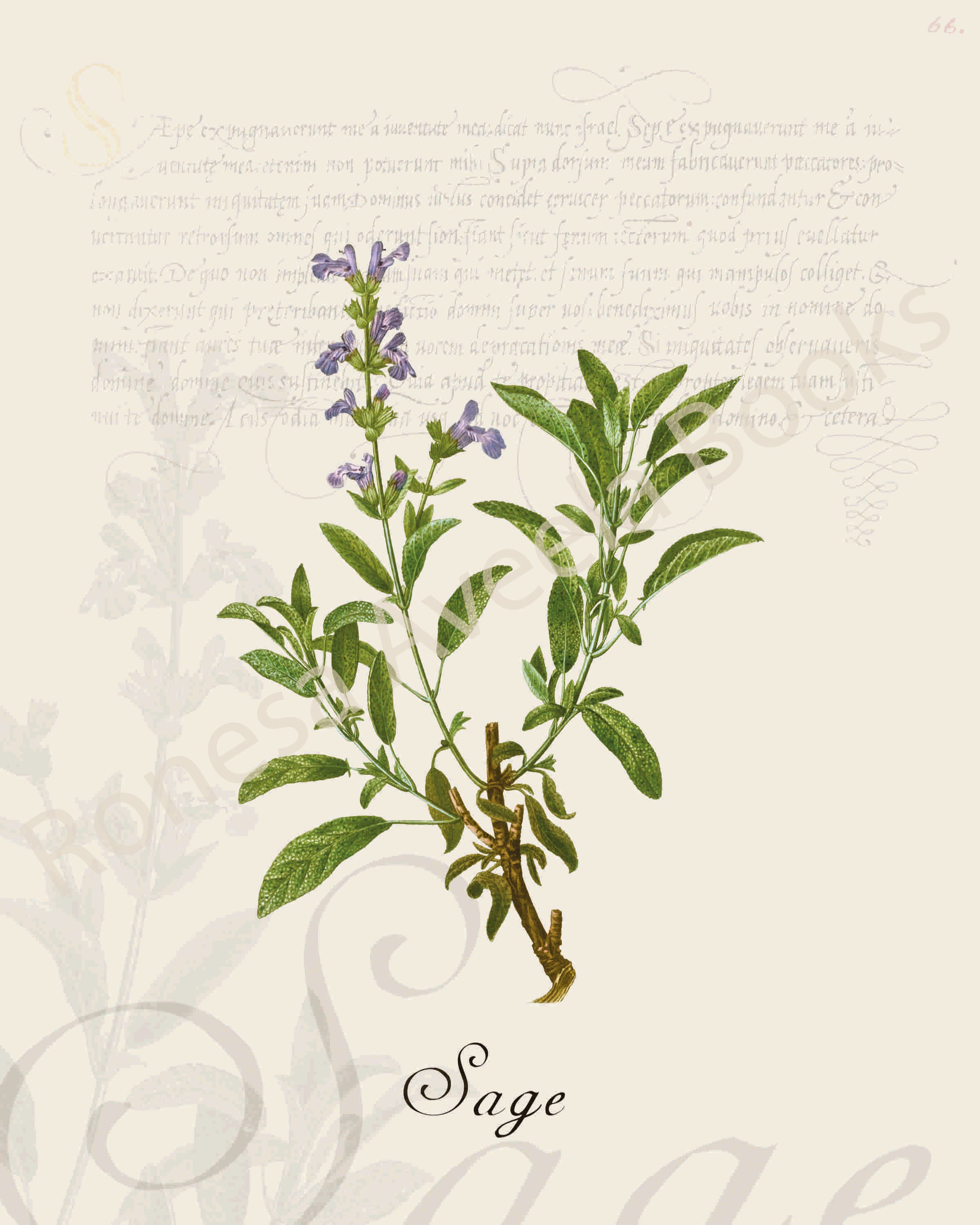 Illustration of a sage plant that is a print in an art book on herbs.