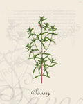 Illustration of a savory plant that is a print in an art book on herbs.