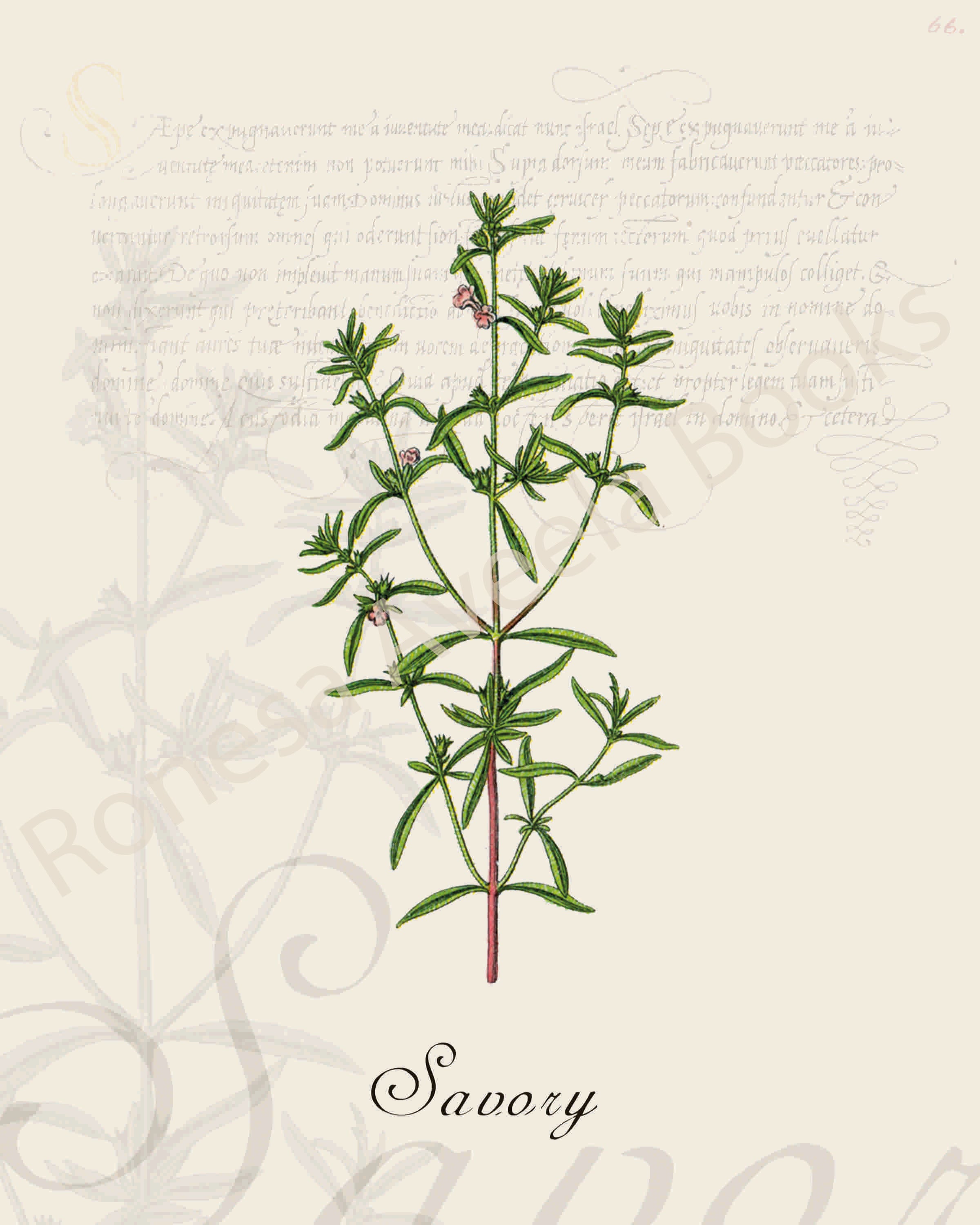 Illustration of a savory plant that is a print in an art book on herbs.