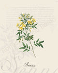 Illustration of a senna plant that is a print in an art book on herbs.