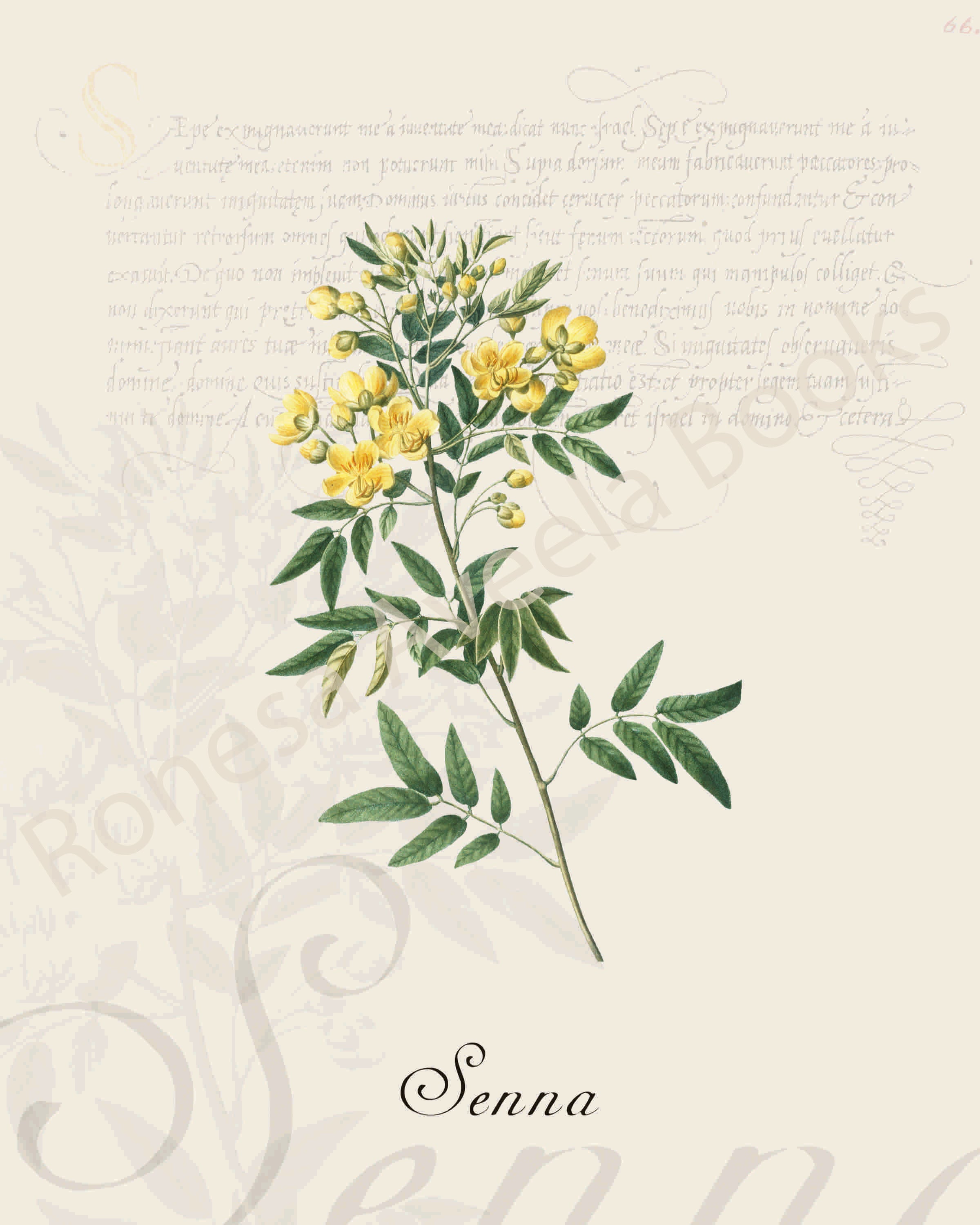 Illustration of a senna plant that is a print in an art book on herbs.