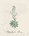 Illustration of a shepherd's purse plant that is a print in an art book on herbs.