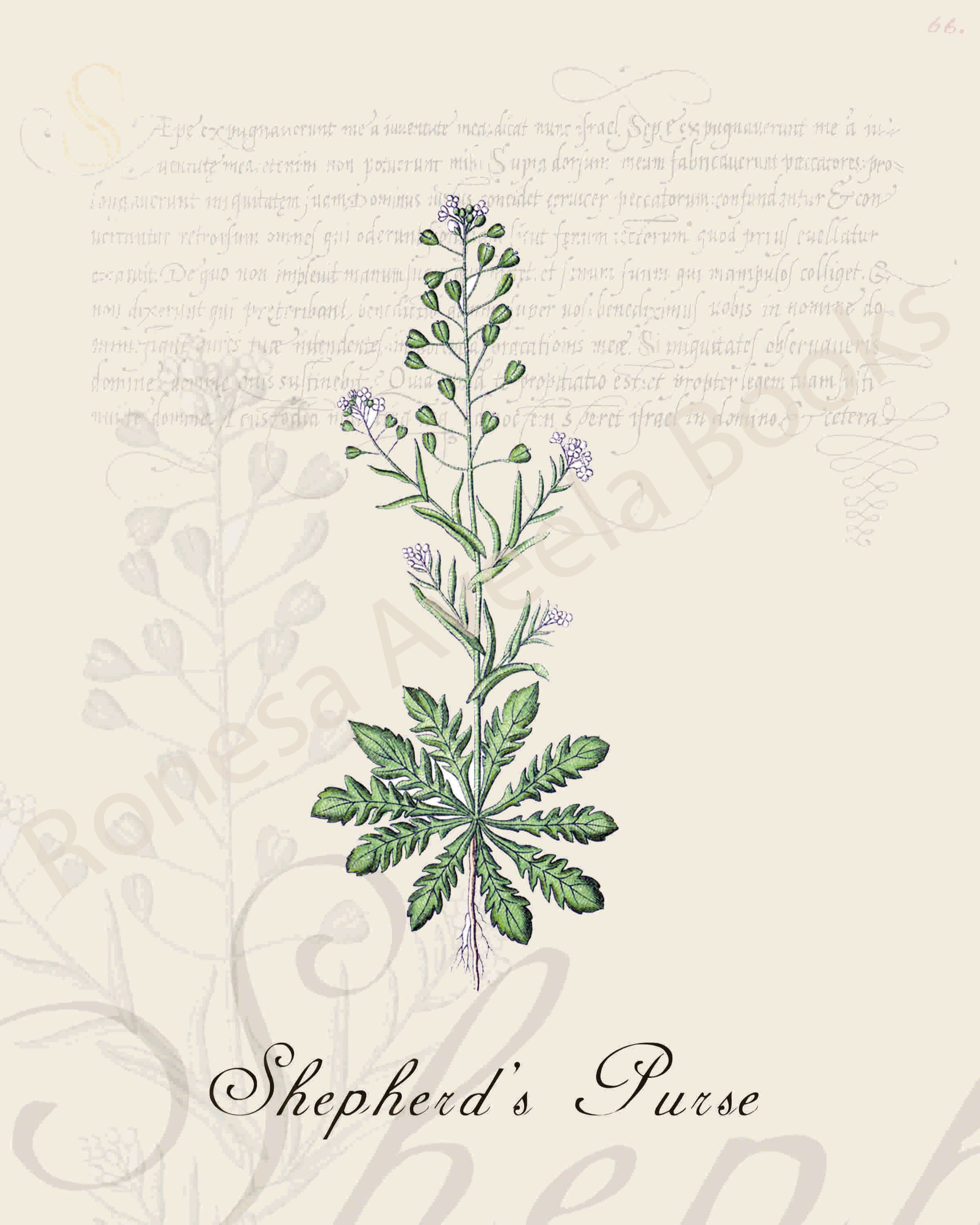 Illustration of a shepherd's purse plant that is a print in an art book on herbs.