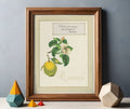 Framed art print of an illustration of a small quince with a boxed quote
