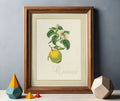 Framed art print of an illustration of a quince 