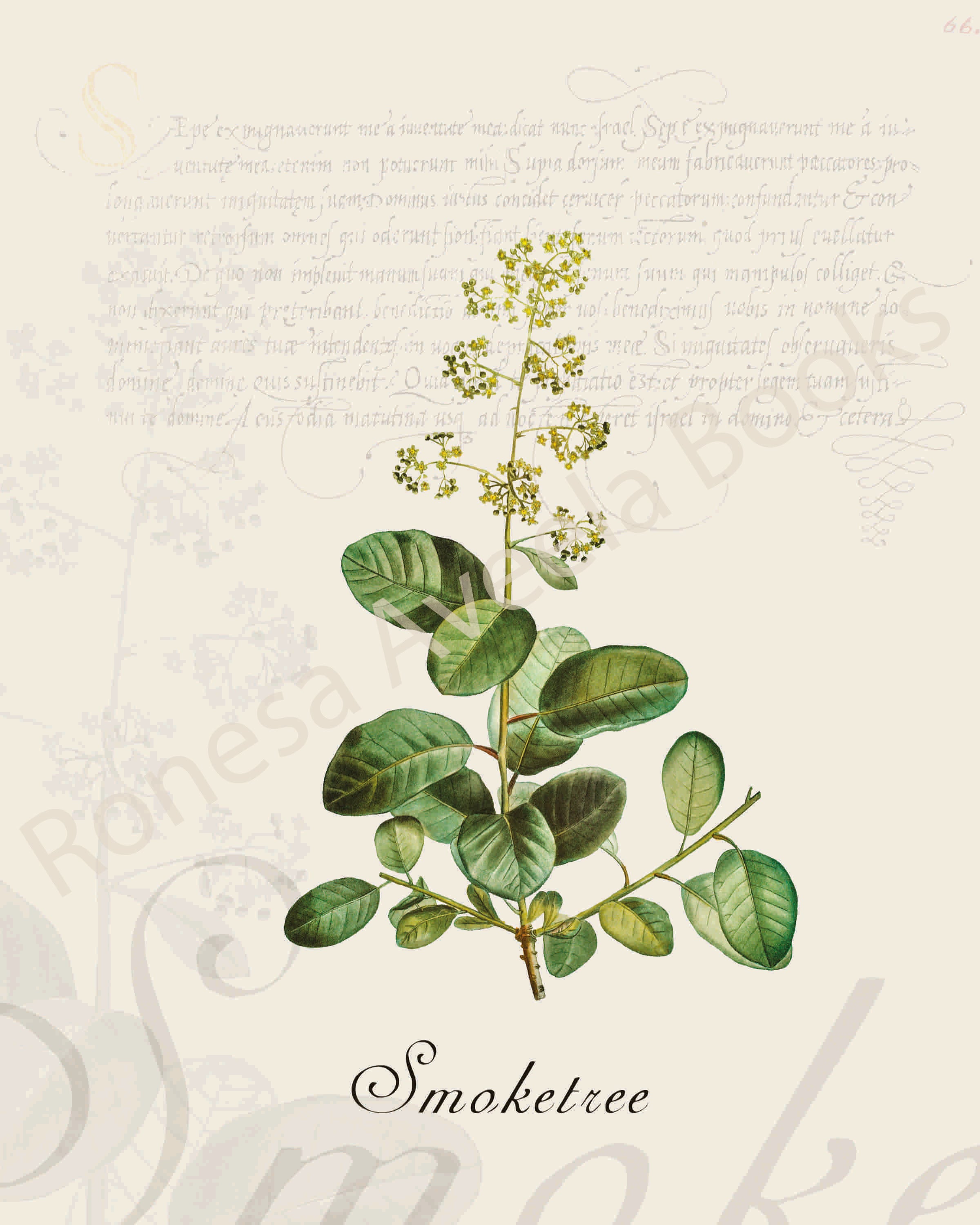 Illustration of a smoketree branch that is a print in an art book on herbs.