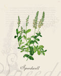 Illustration of a speedwell plant that is a print in an art book on herbs.