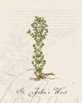 Illustration of a St. John's wort plant that is a print in an art book on herbs.