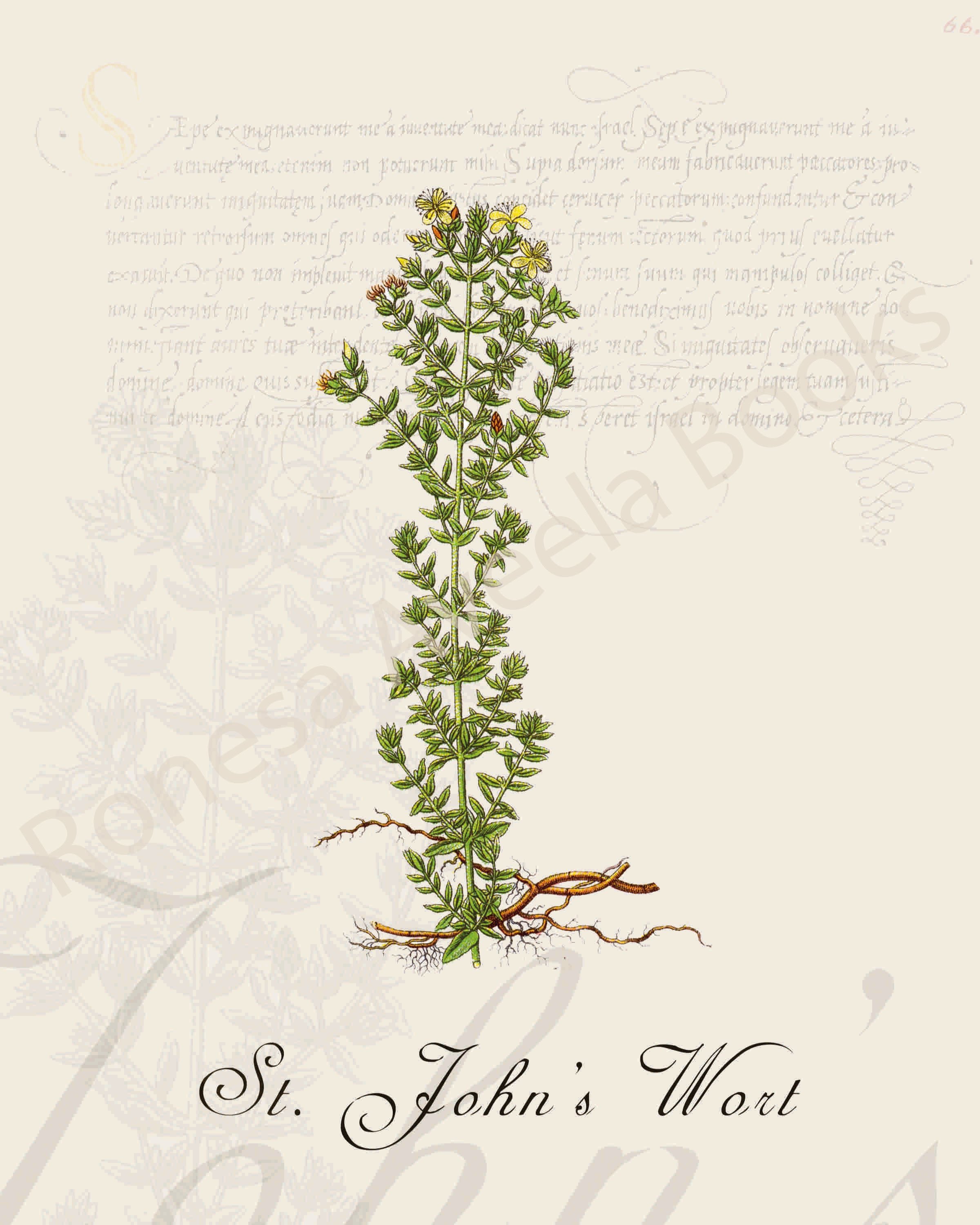 Illustration of a St. John's wort plant that is a print in an art book on herbs.