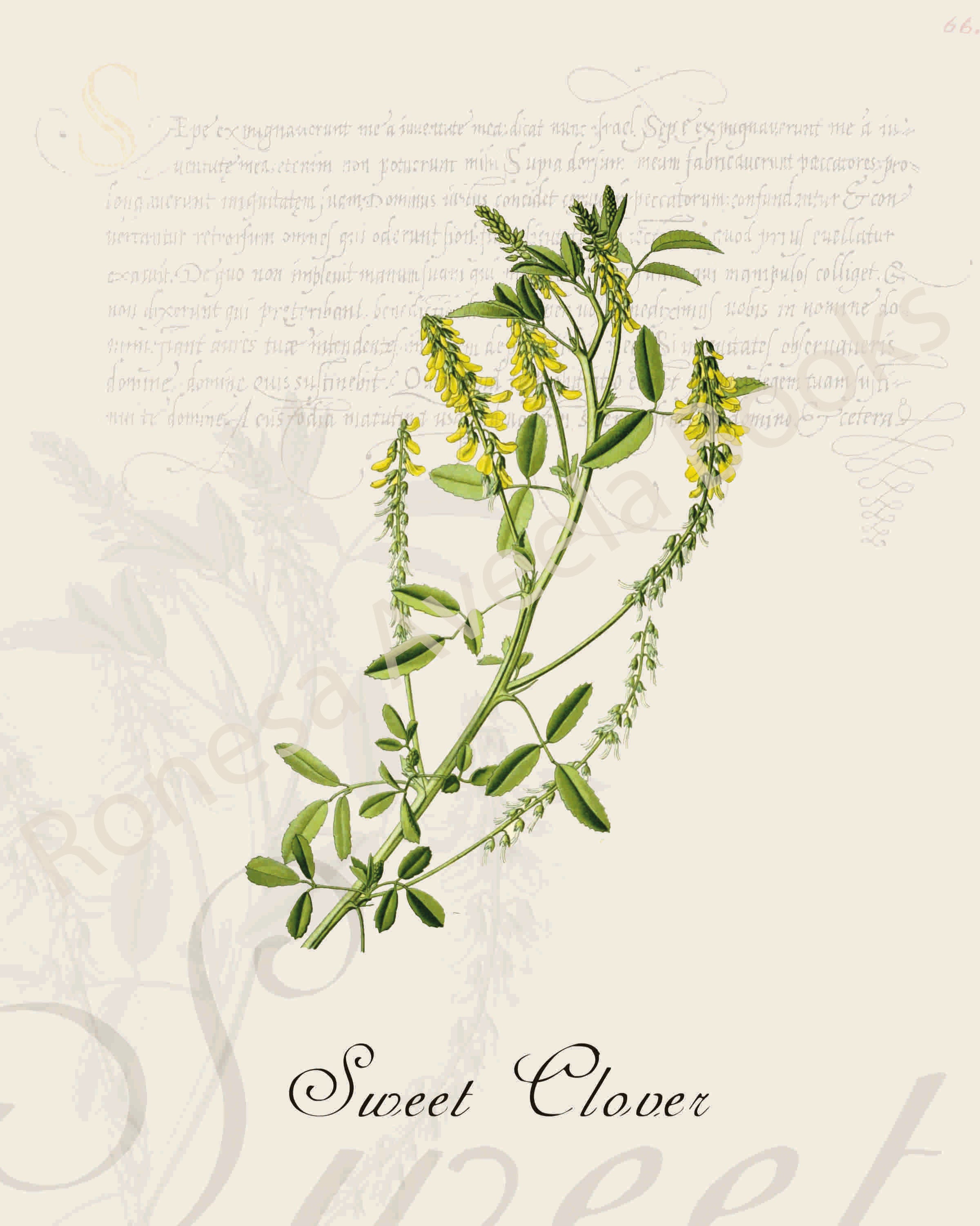 Illustration of a sweet clover plant that is a print in an art book on herbs.