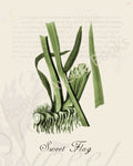 Illustration of a sweet flag plant that is a print in an art book on herbs.