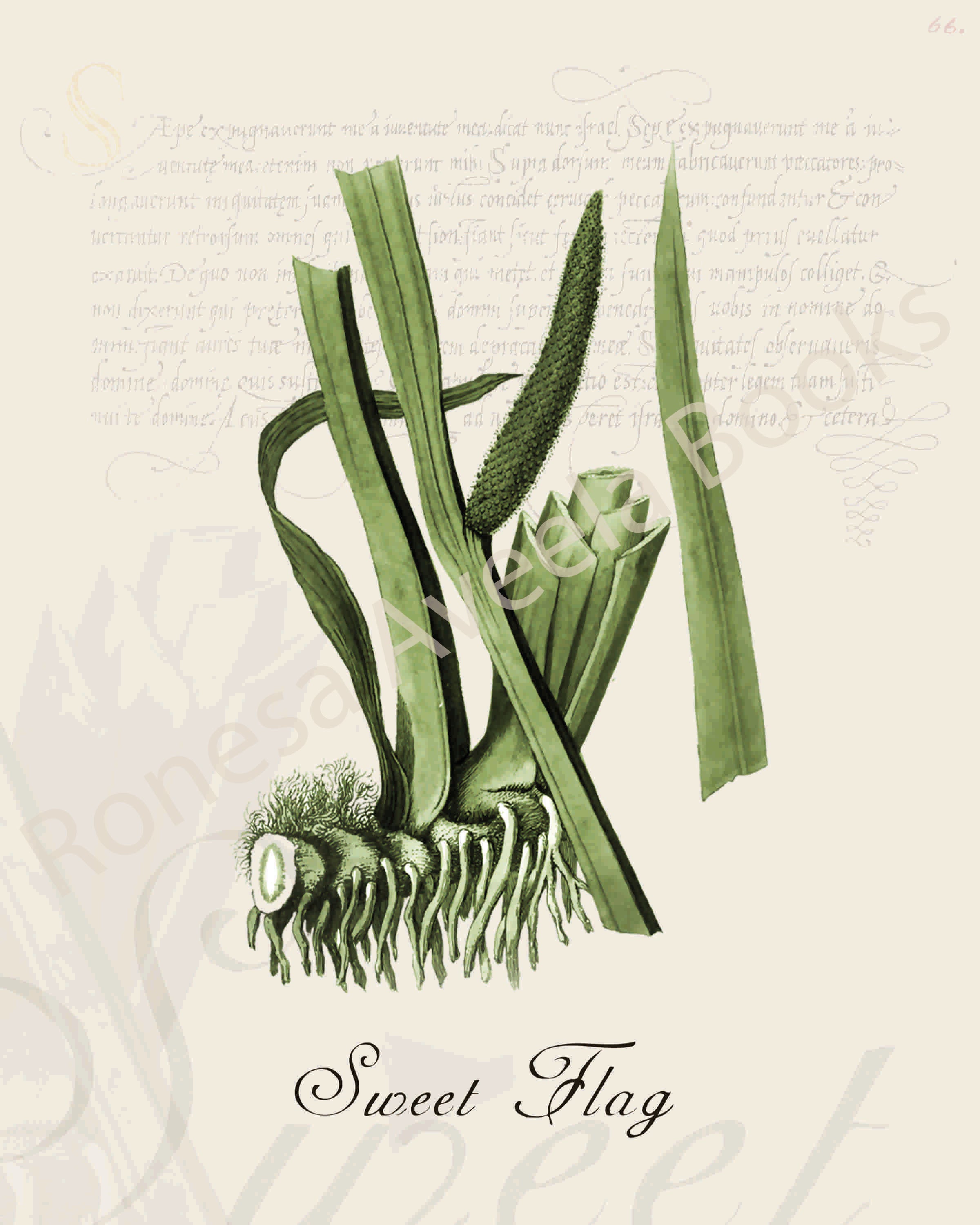 Illustration of a sweet flag plant that is a print in an art book on herbs.