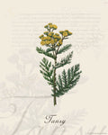 Illustration of a tansy plant that is a print in an art book on herbs.