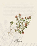 Illustration of a thyme plant that is a print in an art book on herbs.