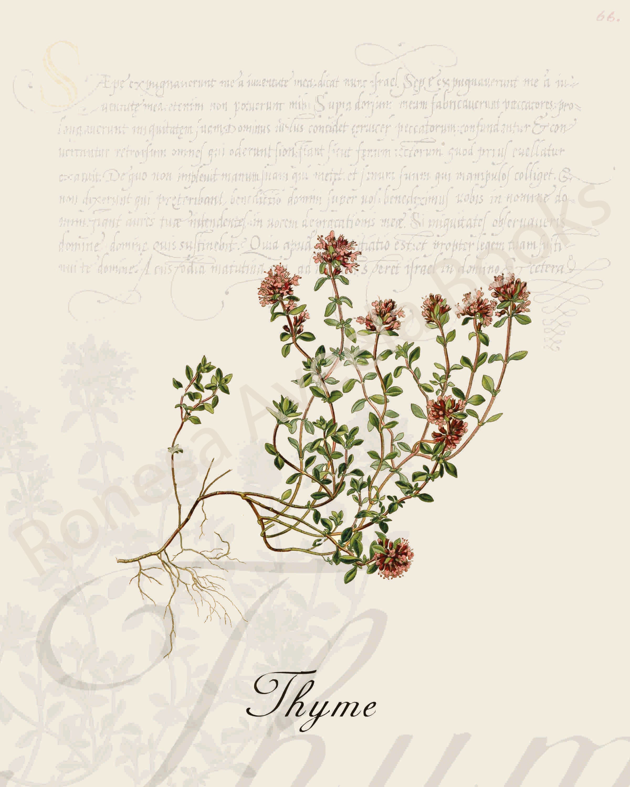 Illustration of a thyme plant that is a print in an art book on herbs.