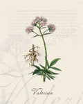 Illustration of a valerian plant that is a print in an art book on herbs.