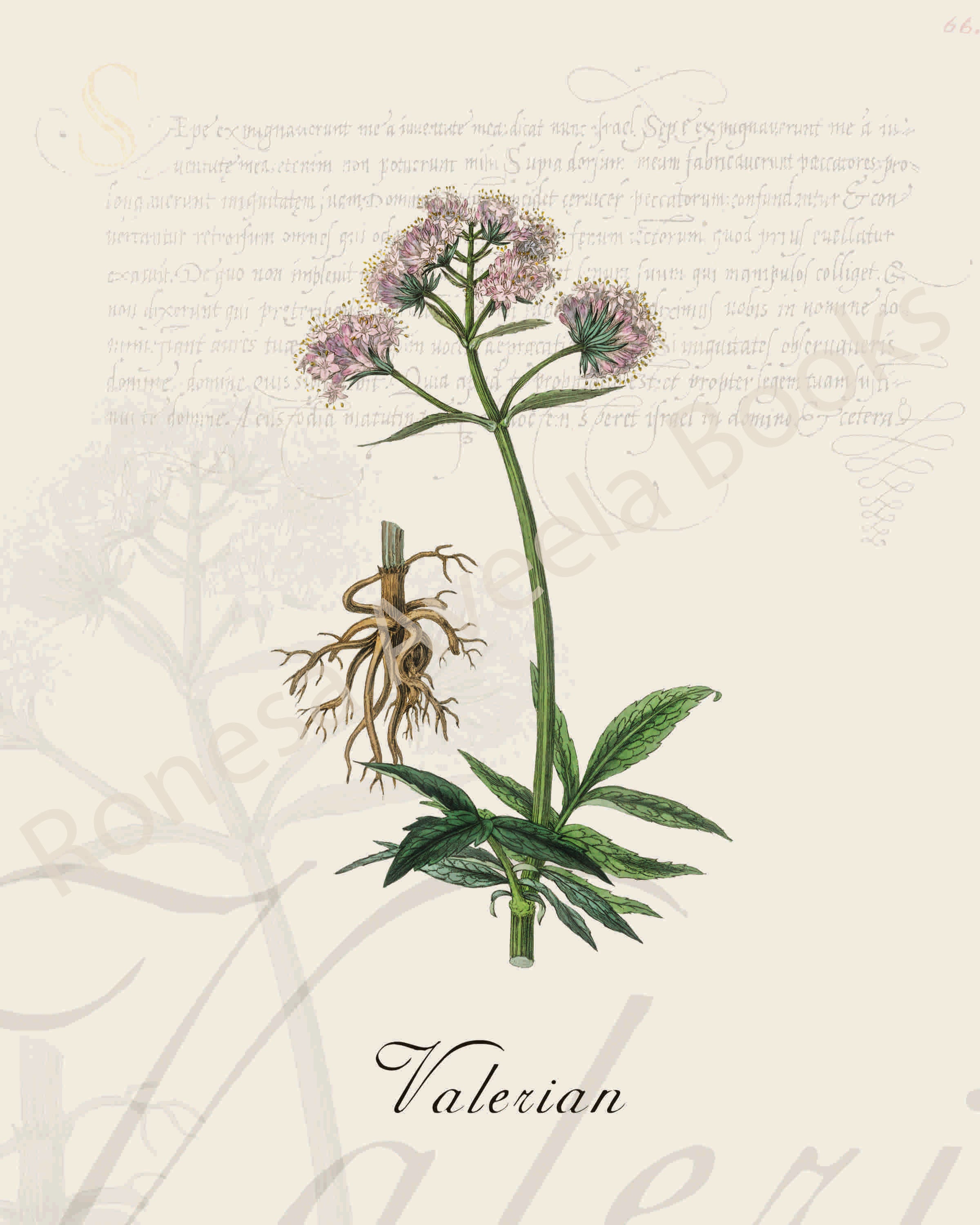 Illustration of a valerian plant that is a print in an art book on herbs.