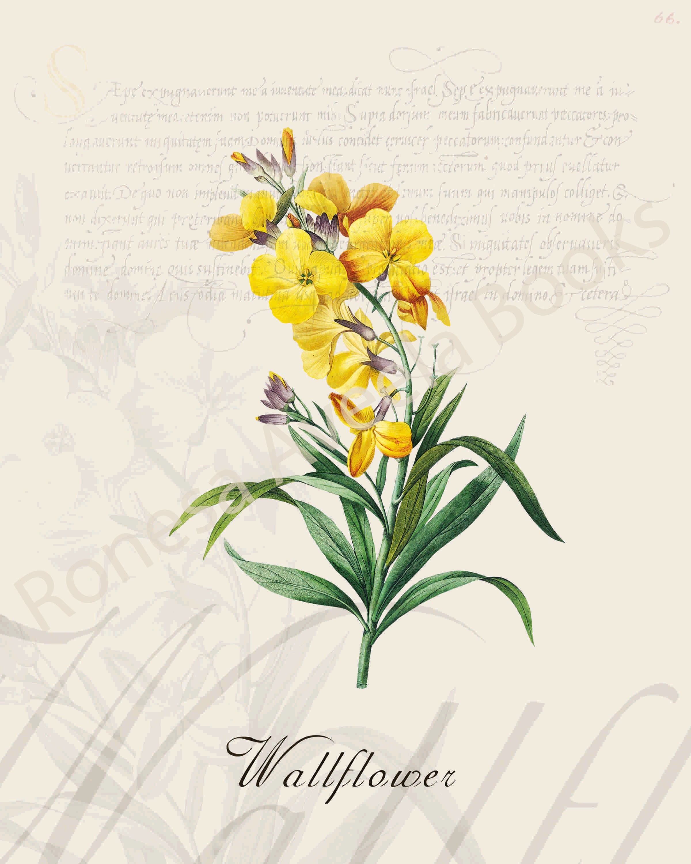 Illustration of a wallflower plant that is a print in an art book on herbs.