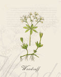 Illustration of a woodruff plant that is a print in an art book on herbs.