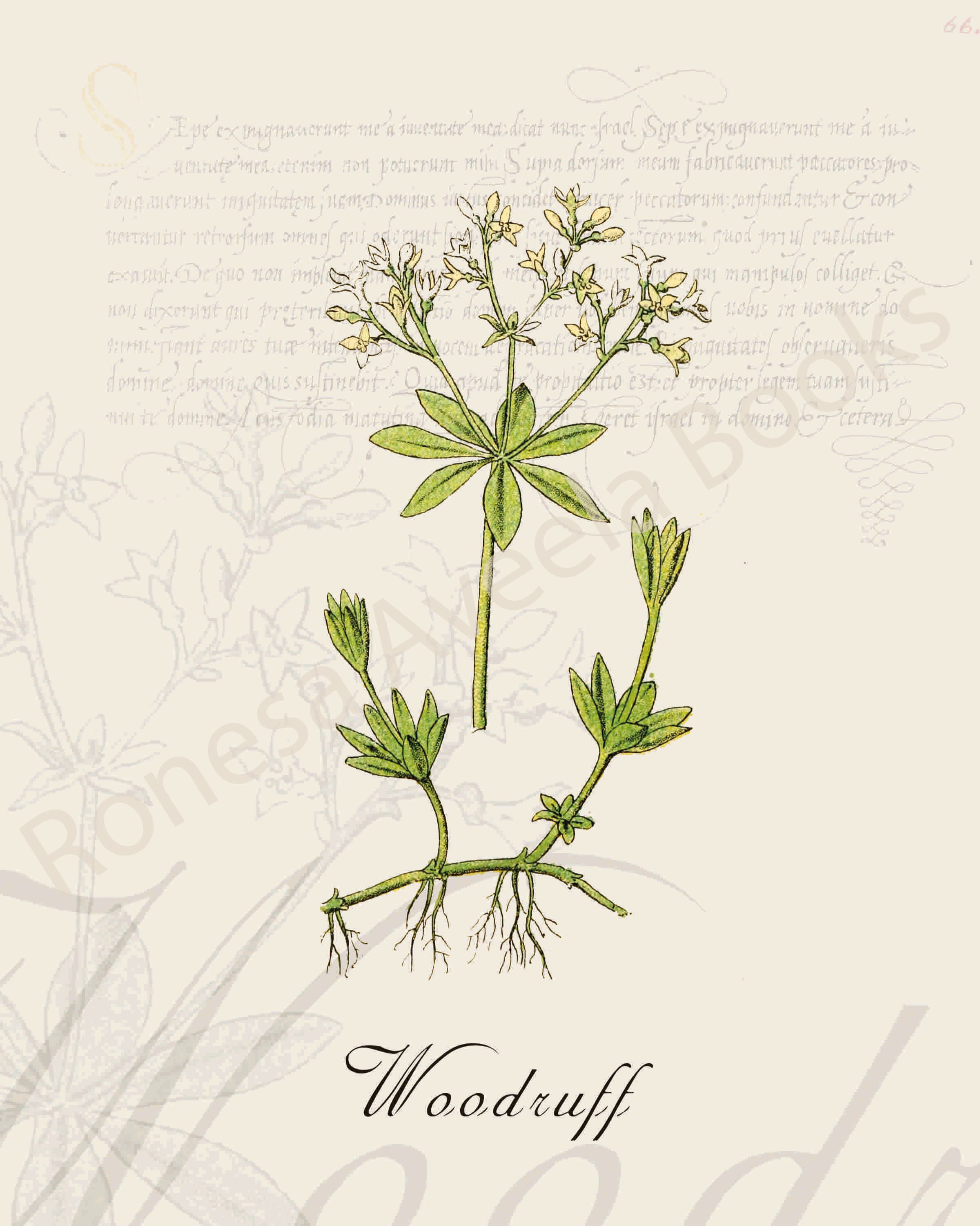 Illustration of a woodruff plant that is a print in an art book on herbs.