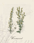 Illustration of a wormwood plant that is a print in an art book on herbs.