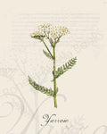 Illustration of a yarrow plant that is a print in an art book on herbs.