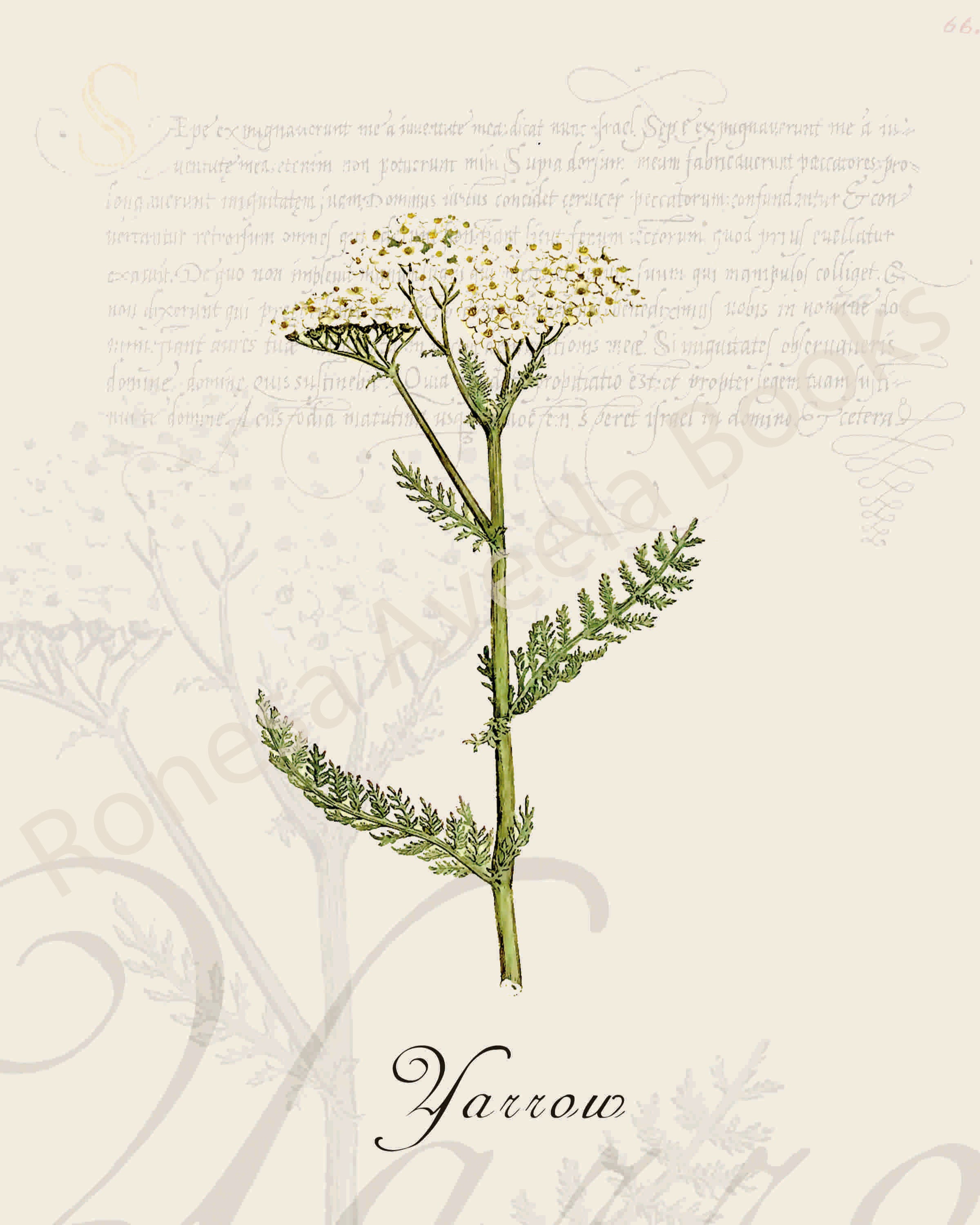 Illustration of a yarrow plant that is a print in an art book on herbs.