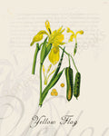 Illustration of a yellow flag plant that is a print in an art book on herbs.