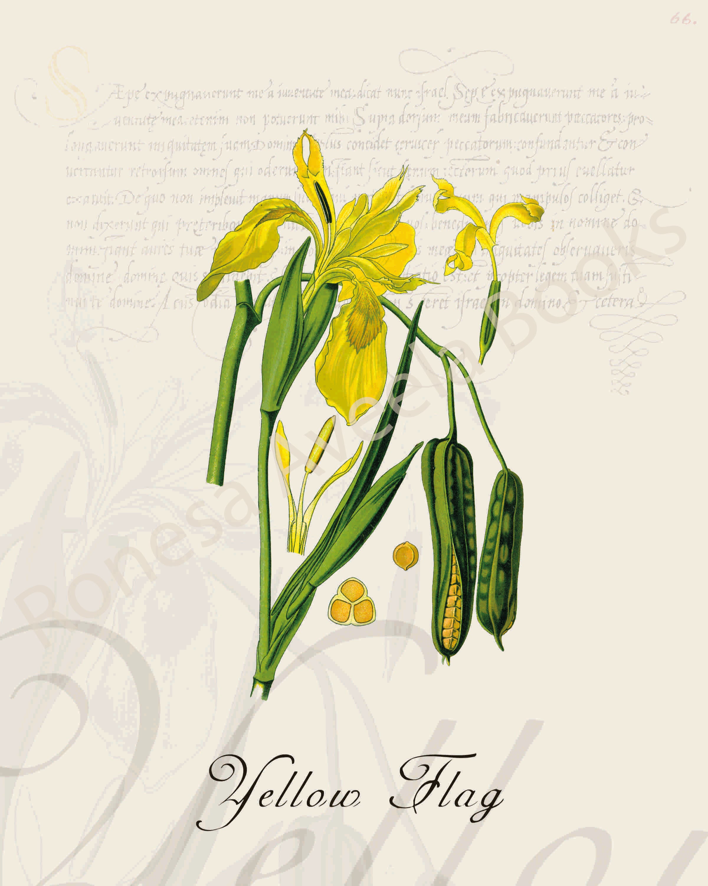 Illustration of a yellow flag plant that is a print in an art book on herbs.
